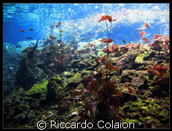 Flora of Mexican Cenotes - Mexico - Canon Digital Ixus 70... by Riccardo Colaiori 